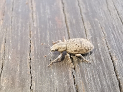 Cycloderes canescens