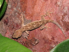 Gekko hokouensis