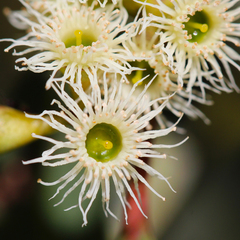 Eucalyptus porosa