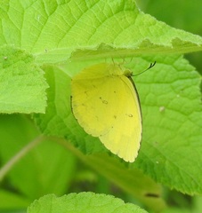 Eurema hecabe