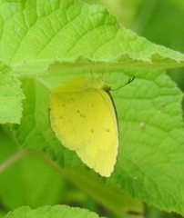 Eurema hecabe