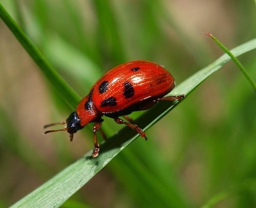 Taškuotasis Dygblauzdis nuotrauka