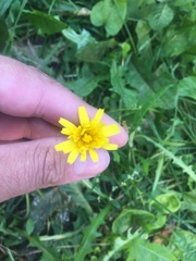 Scorzoneroides autumnalis