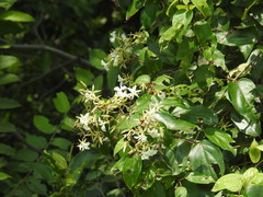 Aganosma