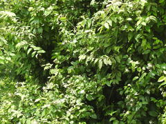 Aganosma