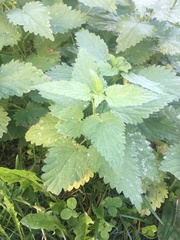 Urtica dioica