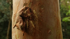 Parahiranetis salgadoi