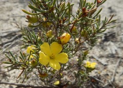 Hibbertia prostrata