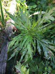 Artemisia vulgaris