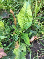 Plantago major