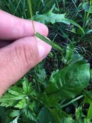 Poa annua