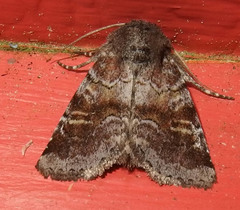 Oligia minuscula