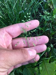 Poa annua