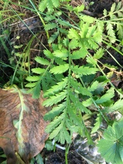 Tanacetum vulgare