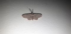 Geometridae