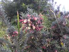 Grevillea lanigera