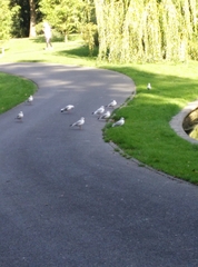 Chroicocephalus ridibundus