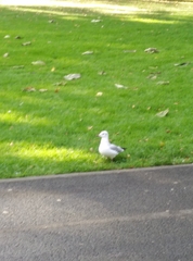 Chroicocephalus ridibundus