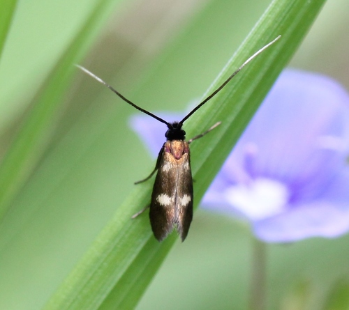 Cauchas fibulella