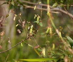 Correa reflexa lobata