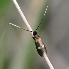 Cauchas fibulella