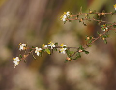 Asterolasia asteriscophora albiflora