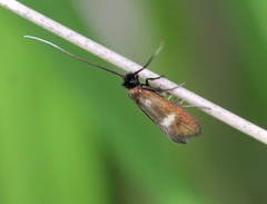 Cauchas fibulella