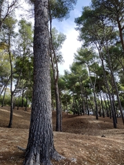 Pinus halepensis