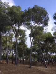 Pinus halepensis