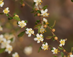 Asterolasia asteriscophora albiflora