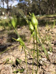 Pterostylis turfosa