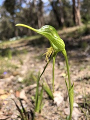 Pterostylis turfosa