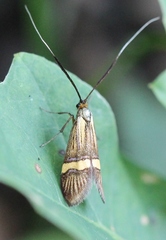 Nemophora degeerella