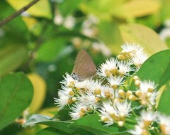 Rapala manea chozeba