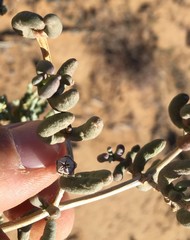 Lampranthus otzenianus