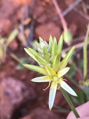 Ptilotus gaudichaudii