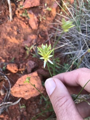 Ptilotus gaudichaudii