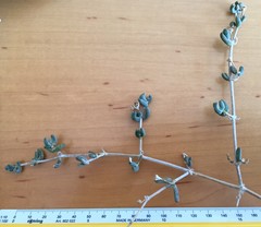 Lampranthus otzenianus