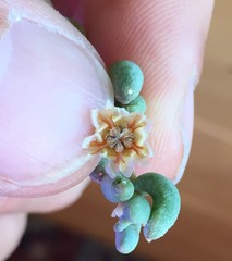 Lampranthus otzenianus