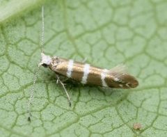 Argyresthia trifasciata