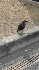 Sturnus vulgaris