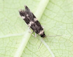 Apatema apolausticum