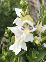 Prostanthera striatiflora