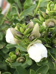 Prostanthera striatiflora