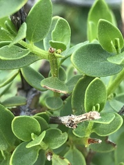 Prostanthera striatiflora