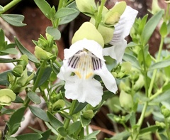Prostanthera striatiflora