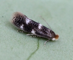 Bucculatrix cidarella