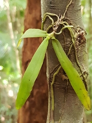 Sarcochilus