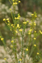 Pimelea flava flava