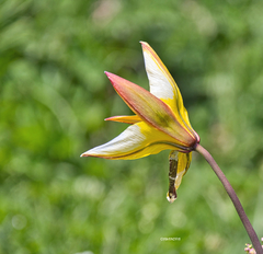 Tulipa sylvestris australis